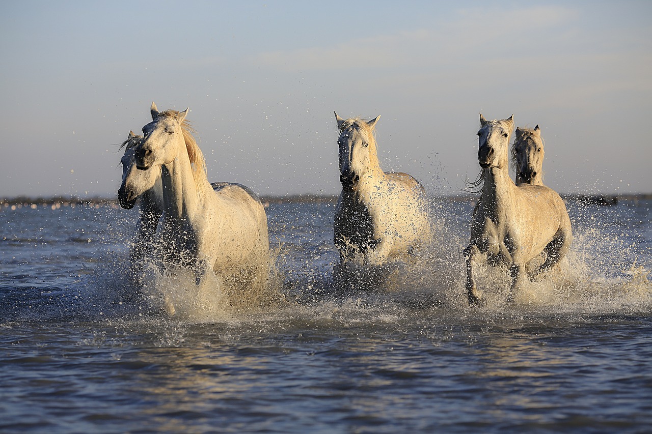 ¿Cómo se le llama a los pasos de los caballos?