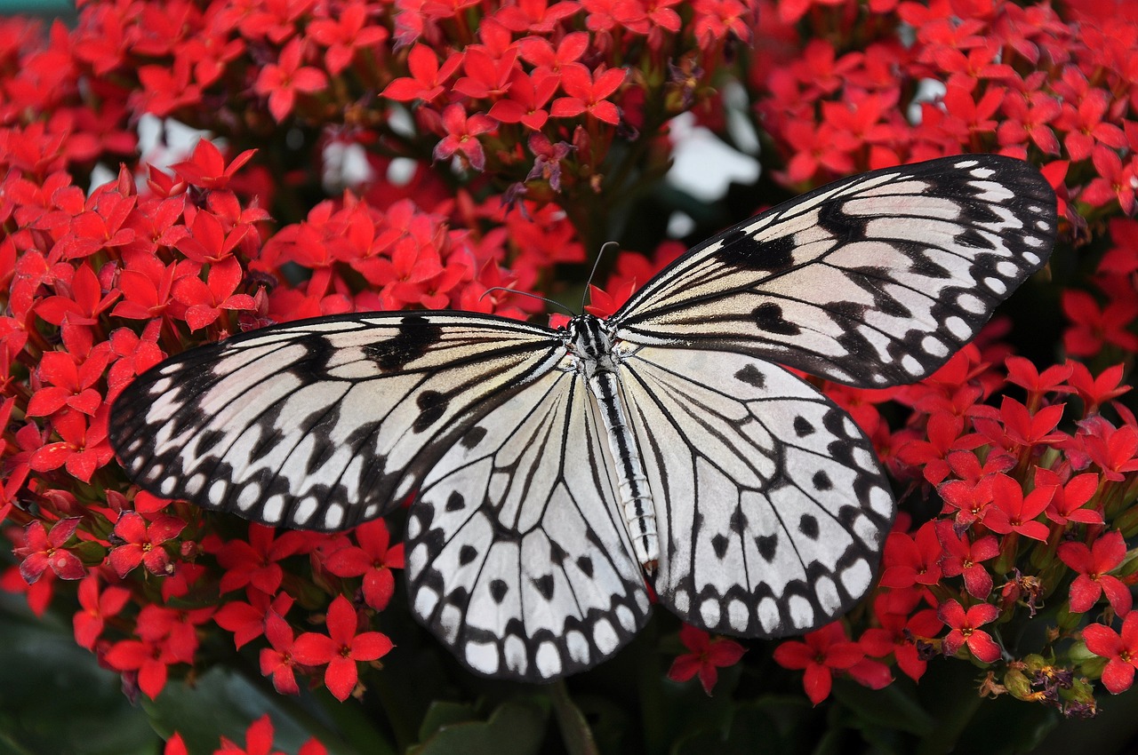 ¿Cómo se hace la técnica de la mariposa?